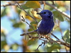 whitewingedfairywren_42538