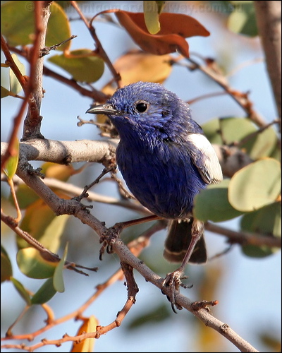 Whit-winged Fairywren whitewingedfairywren_42525.psd