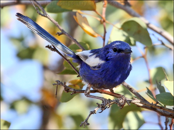 Whit-winged Fairywren whitewingedfairywren_42534.psd