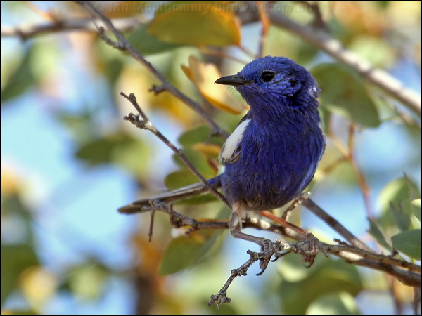 Whit-winged Fairywren whitewingedfairywren_42538.psd