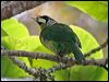 fire_tufted_barbet_56160