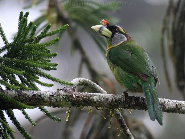 Fire-tufted Barbet fire_tufted_barbet_55481.psd