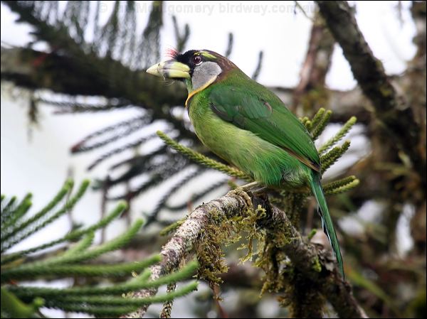 Fire-tufted Barbet fire_tufted_barbet_55515.psd