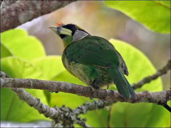 Fire-tufted Barbet fire_tufted_barbet_56160.psd