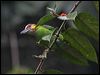 goldwhiskered_barbet_55658