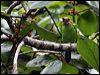 goldwhiskeredbarbet_55645