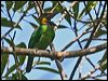 goldwhiskeredbarbet_56286
