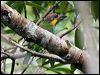 goldwhiskeredbarbet_56303