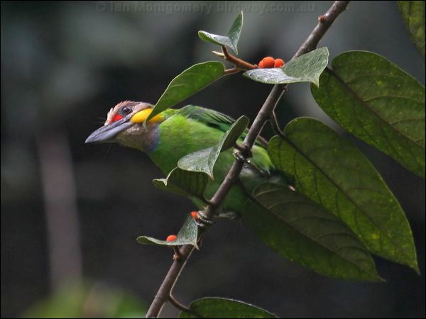 Golden-whiskered Barbet goldwhiskered_barbet_55658.psd