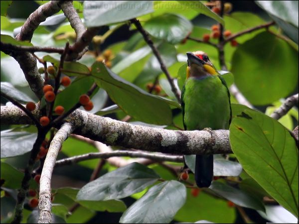 Golden-whiskered Barbet goldwhiskeredbarbet_55645.psd