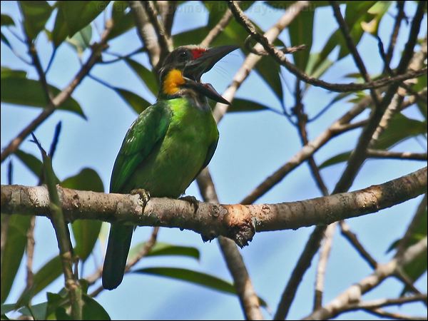 Golden-whiskered Barbet goldwhiskeredbarbet_56286.psd
