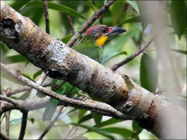 Golden-whiskered Barbet goldwhiskeredbarbet_56303.jpg
