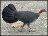 brush_turkey_02051