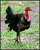 brush_turkey_04123