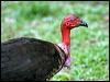 brush_turkey_04129