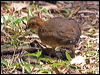 brush_turkey_114554