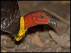 brush_turkey_167759