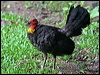 brush_turkey_29099