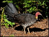 brush_turkey_30455