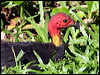 brush_turkey_46900