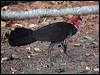 brush_turkey_96813