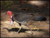 brush_turkey_96827