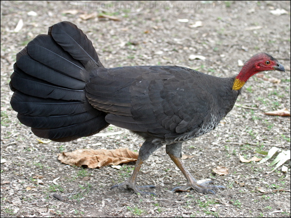 Australian Brush-Turkey brush_turkey_02051.psd