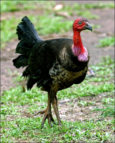 Australian Brush-Turkey brush_turkey_04123.psd