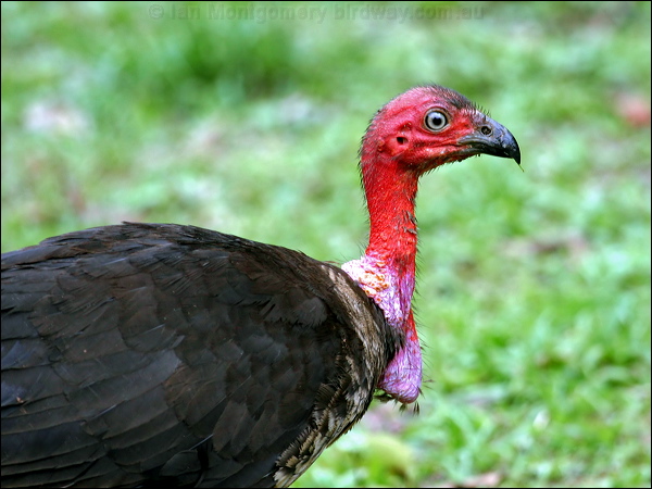 Australian Brush-Turkey brush_turkey_04129.psd