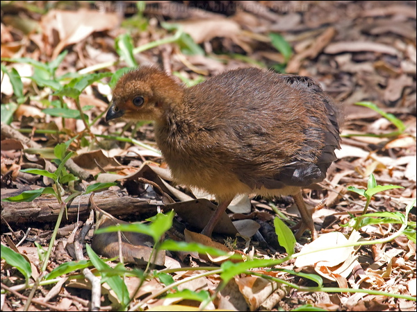 Australian Brush-Turkey brush_turkey_114554.psd