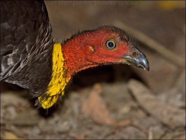 Australian Brush-Turkey brush_turkey_167759.psd