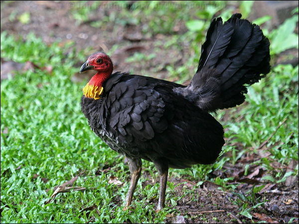 Australian Brush-Turkey brush_turkey_29099.psd