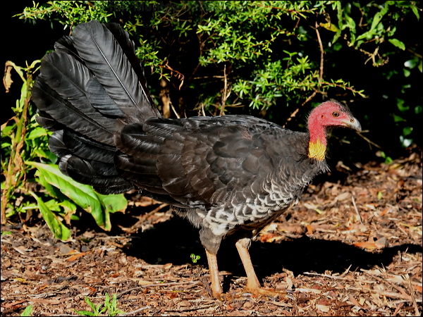 Australian Brush-Turkey brush_turkey_30455.psd