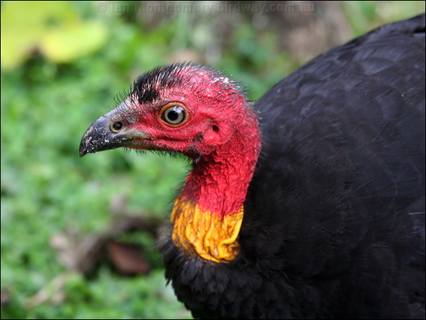 Australian Brush-Turkey brush_turkey_35605.psd