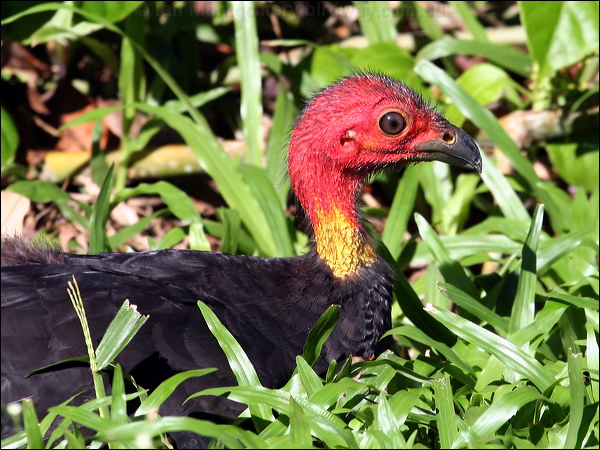 Australian Brush-Turkey brush_turkey_46900.psd