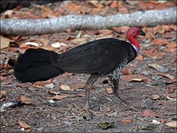 Australian Brush-Turkey brush_turkey_96813.psd
