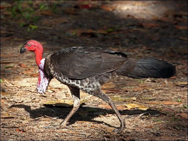 Australian Brush-Turkey brush_turkey_96827.psd