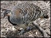 malleefowl_94599