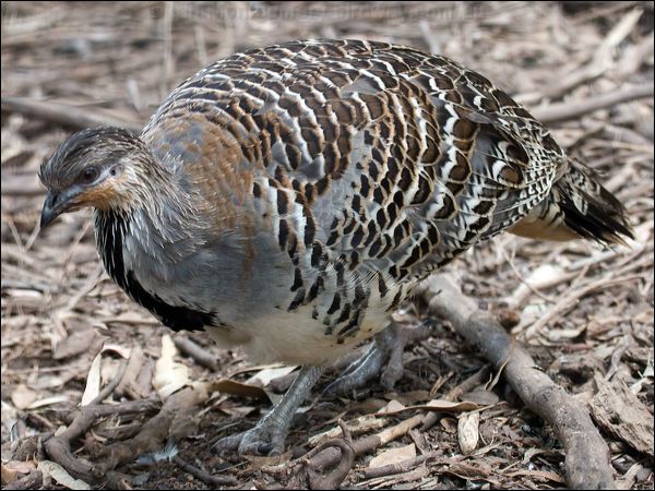 Malleefowl malleefowl_94599.psd