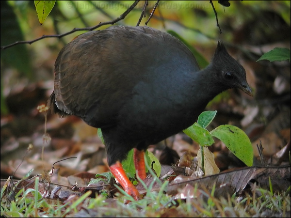 Orange-footed Scrubfowl orangefootscrubfowl_13205.psd