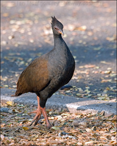 Orange-footed Scrubfowl orangefootscrubfowl_91178.psd