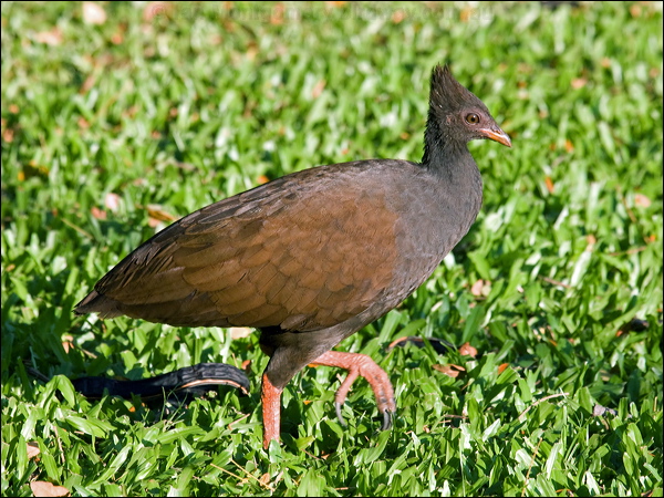 Orange-footed Scrubfowl orangefootscrubfowl_91195.psd