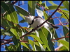 banded_honeyeater_90394