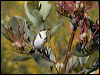 banded_honeyeater_90841