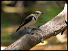 banded_honeyeater_92124