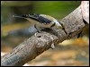 banded_honeyeater_92131