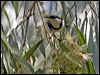 Click here to enter gallery and see photos/pictures/images of Banded Honeyeater