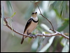 banded_honeyeater_92527