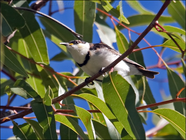 Banded Honeyeater banded_honeyeater_90394.psd