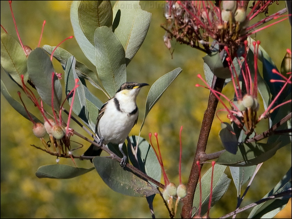 Banded Honeyeater banded_honeyeater_90841.psd